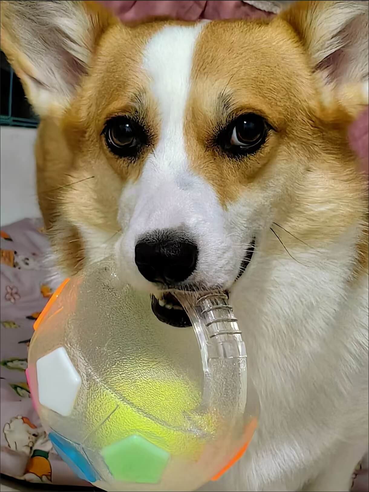 COLORIVER® TPR Hundesoccerball 🎉 – Robustes Kauen, Hüpfen & Spielen – (Letzter Tag! Angebot endet heute Nacht.)