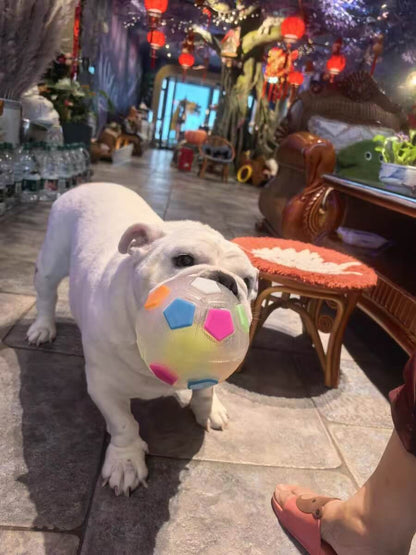 COLORIVER® TPR Hundesoccerball 🎉 – Robustes Kauen, Hüpfen & Spielen – (Letzter Tag! Angebot endet heute Nacht.)